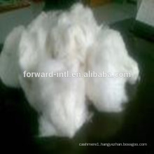 Pure White Wholesales Supplier Cashmere Fiber with Popular Quality